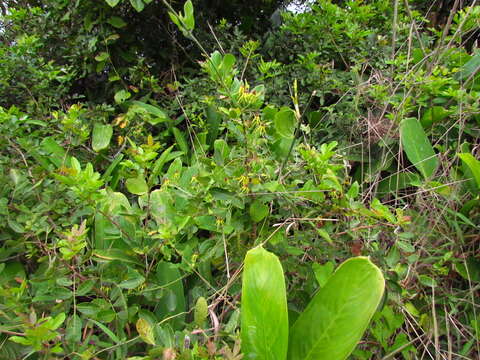 Image of Oxypetalum banksii Schult.