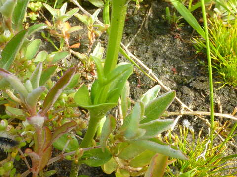 Image of Sebaea albens (L. fil.) Sm.