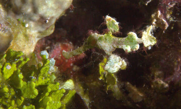 Image of Halimeda ghostpipefish