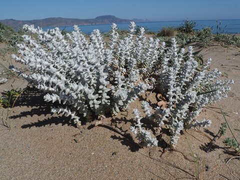 Image of Achillea maritima subsp. maritima