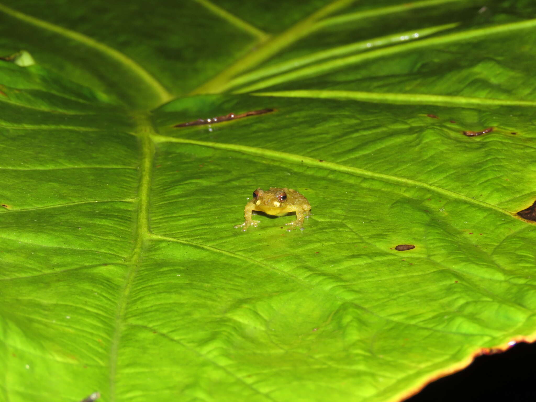 Image of Serna's Robber Frog