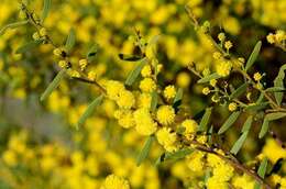 Image of Mallee Wattle