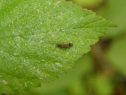 Image of hairy ground springtail