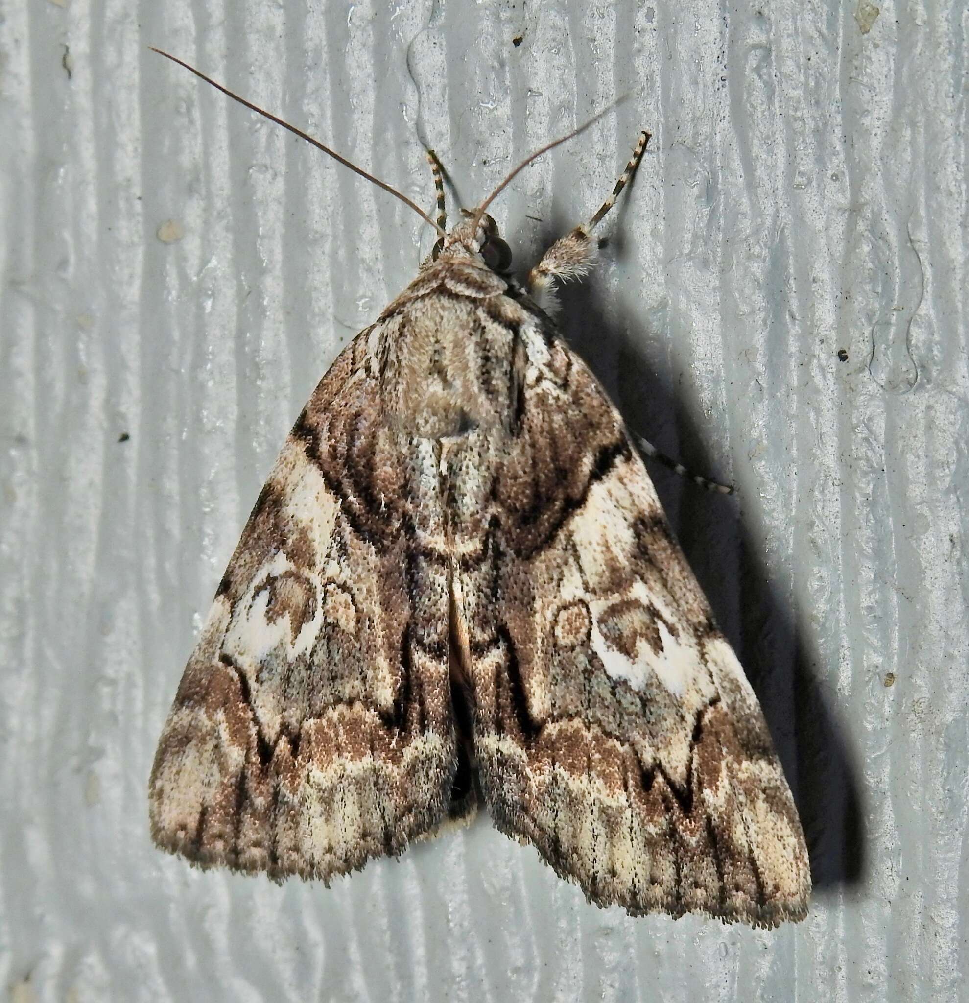 Image of Wonderful Underwing