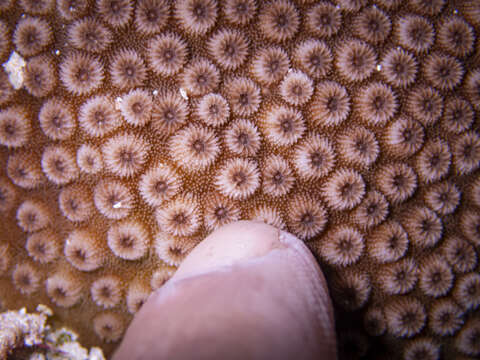 Image of Lesser Knob Coral