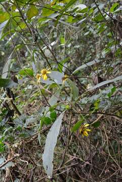 Image of Verbesina neriifolia Hemsl.