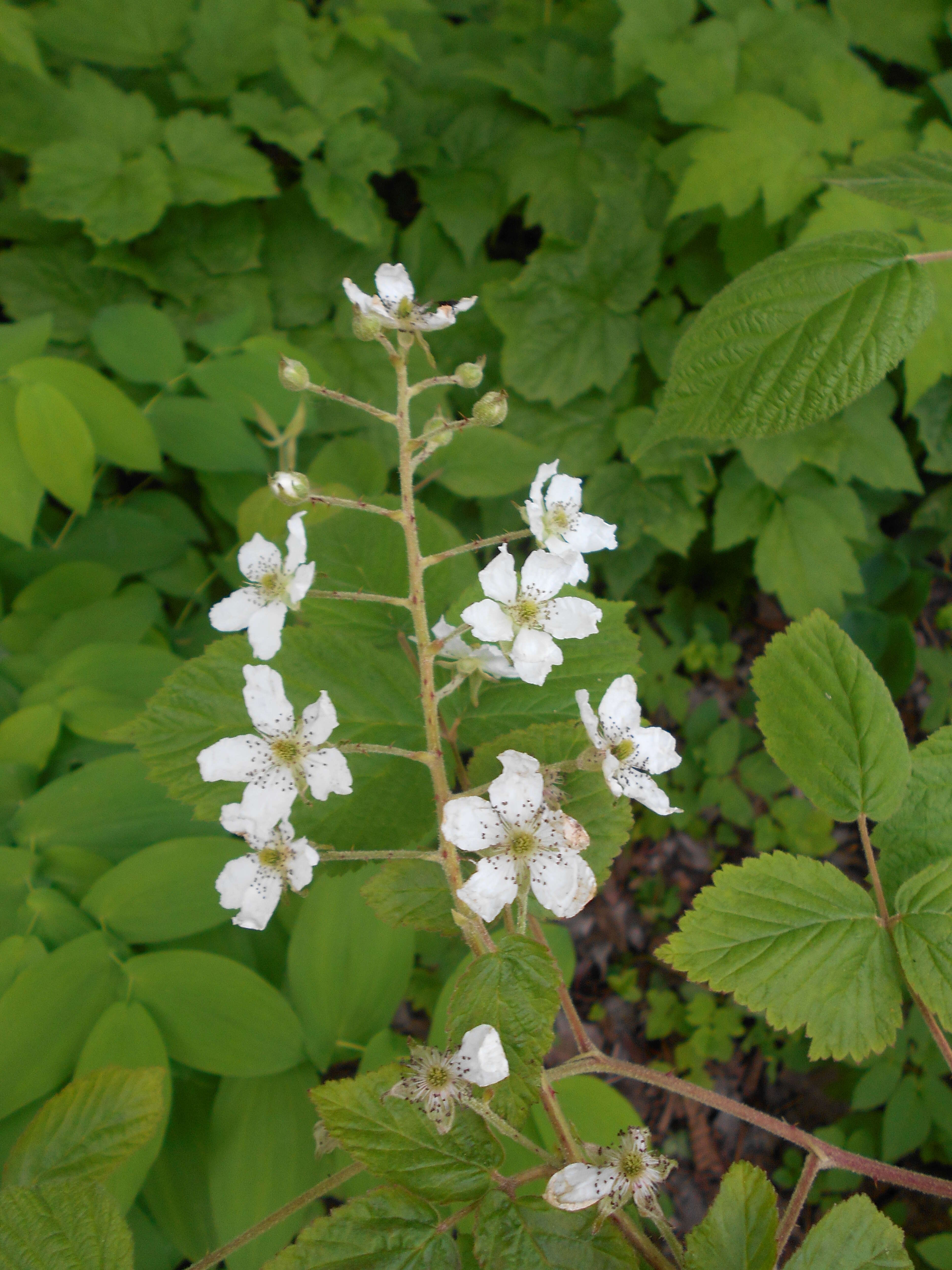 Imagem de Rubus allegheniensis Porter