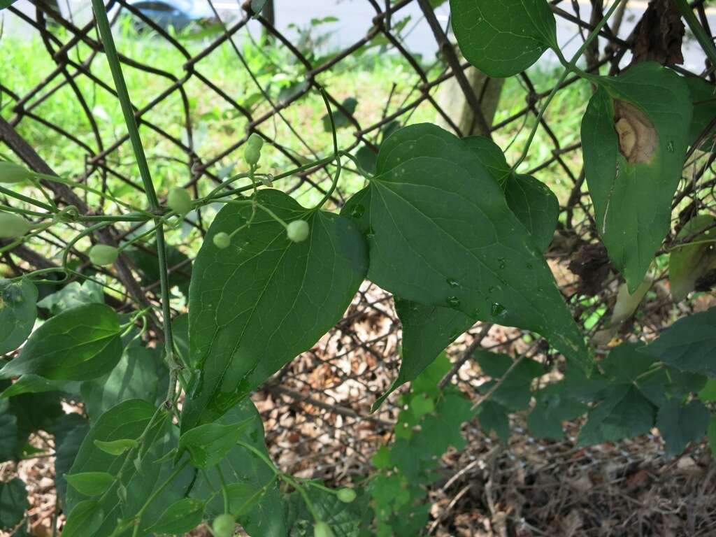 Imagem de Clematis terniflora DC.