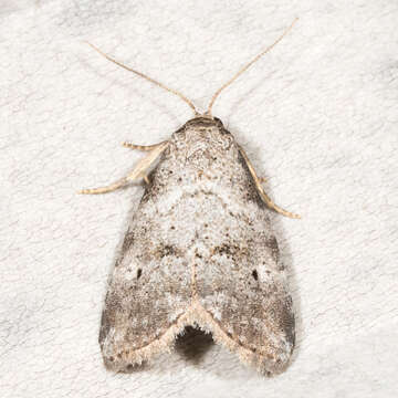 Image of Dotted Graylet Moth