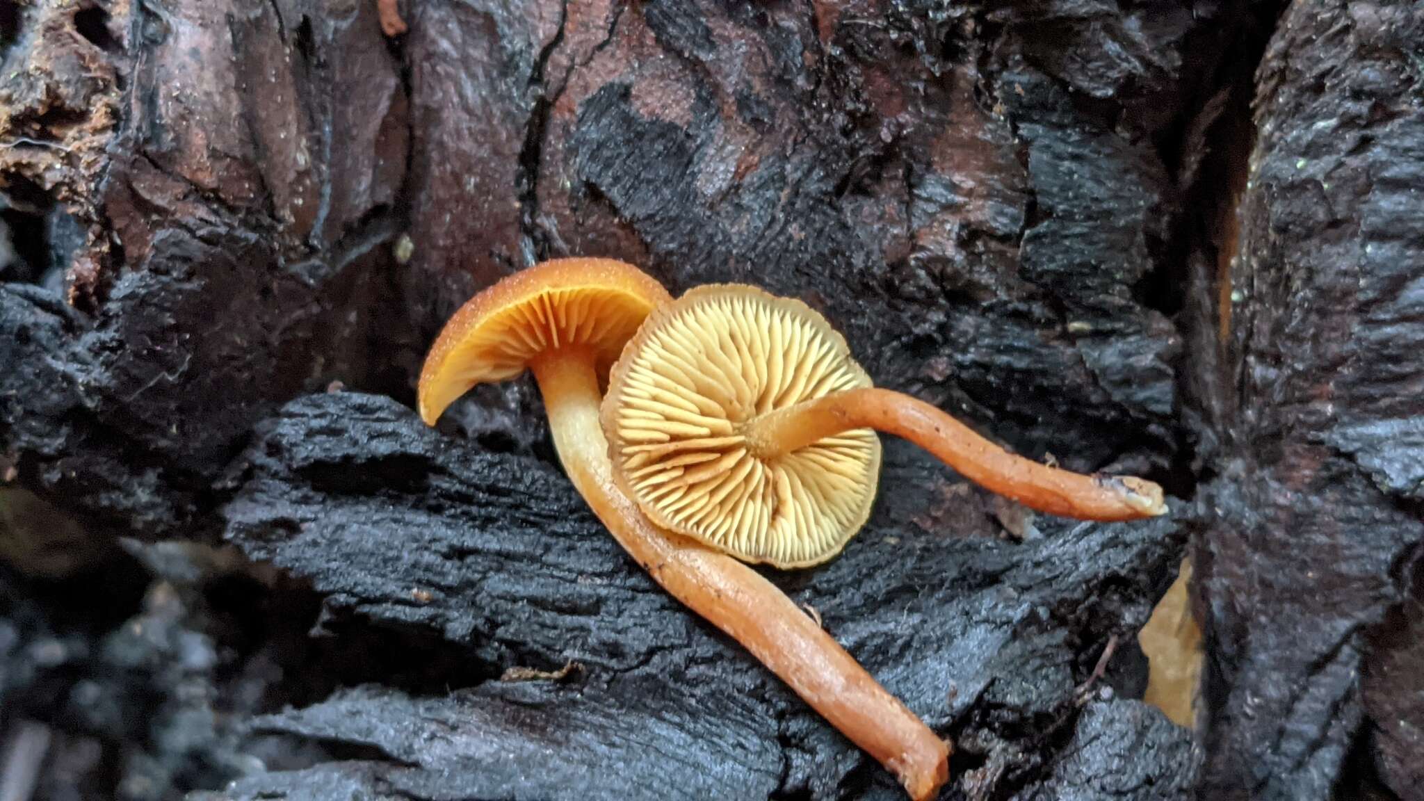 Image of Gymnopilus rufescens Hesler 1969