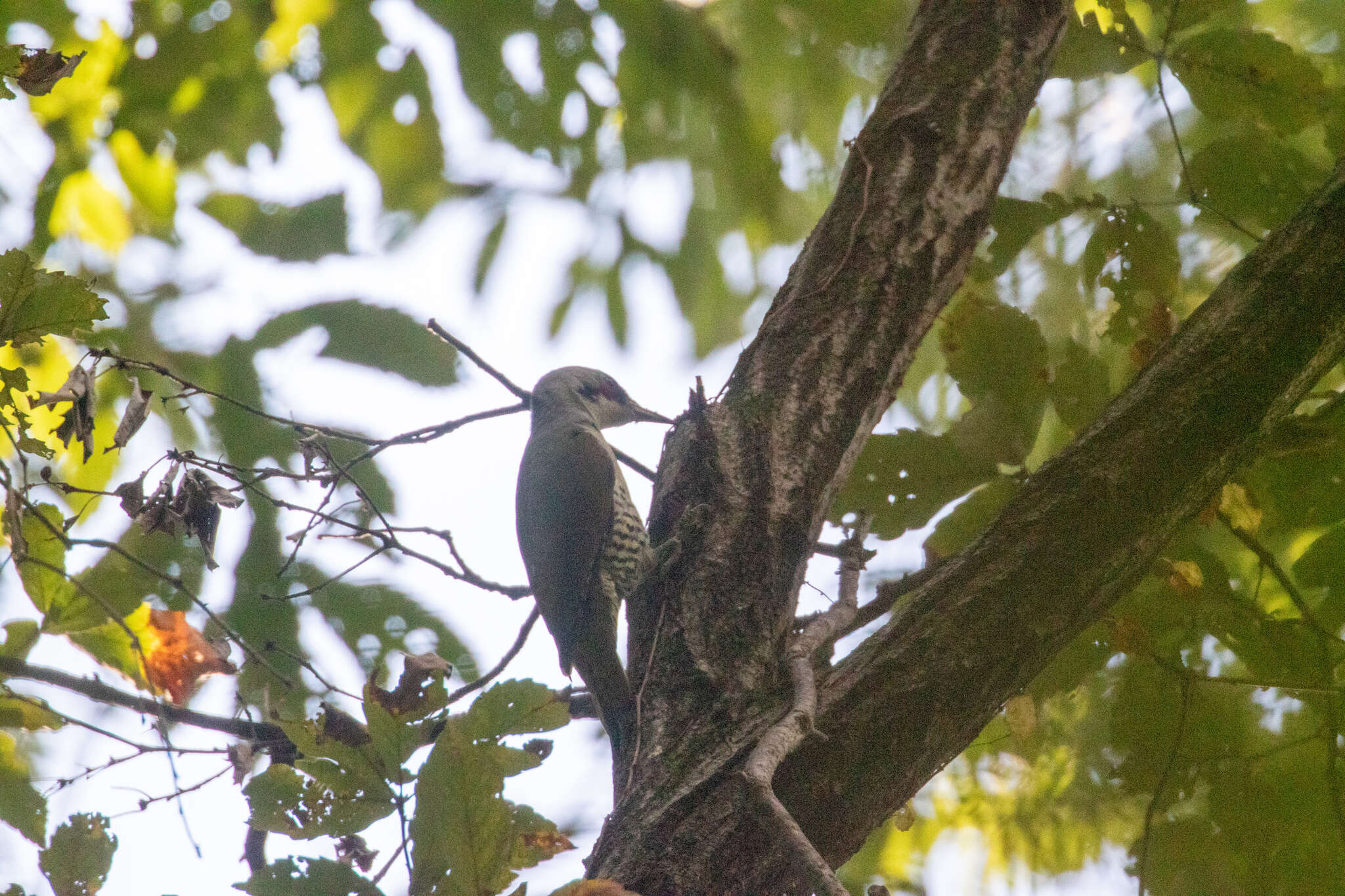Image of Japanese Green Woodpecker