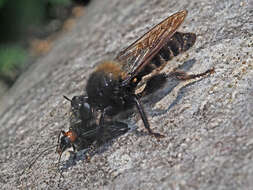 Image of Laphria ephippium (Fabricius 1781)