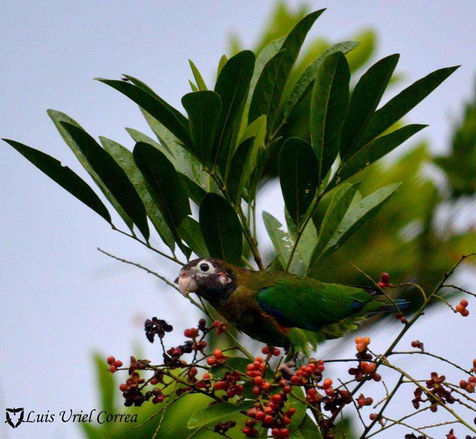 Image of Brown-hooded Parrot