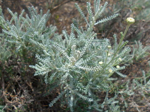 Image of lavender cotton