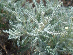 Image of lavender cotton