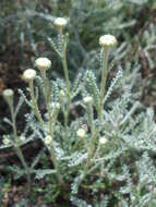 Image of lavender cotton