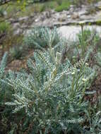 Image of lavender cotton