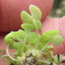 Image of Oxalis fergusonae Salter