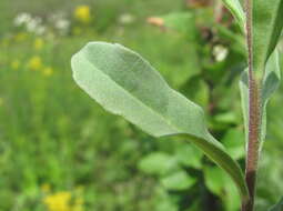 Plancia ëd Aster amellus subsp. bessarabicus (Rchb.) Soó