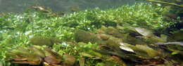 Image of Fool's-Watercress