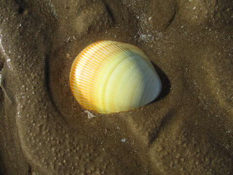 Image of giant Pacific eggcockle