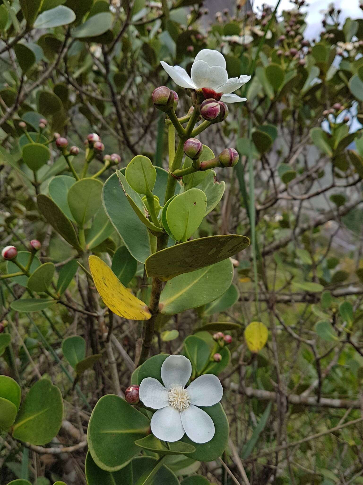 Image of Clusia criuva Cambess.