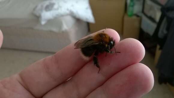 Image of Common carder bumblebee