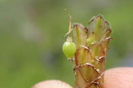 Image of jointed spikesedge