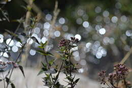 Image of Ageratina pentlandiana (DC.) R. King & H. Rob.