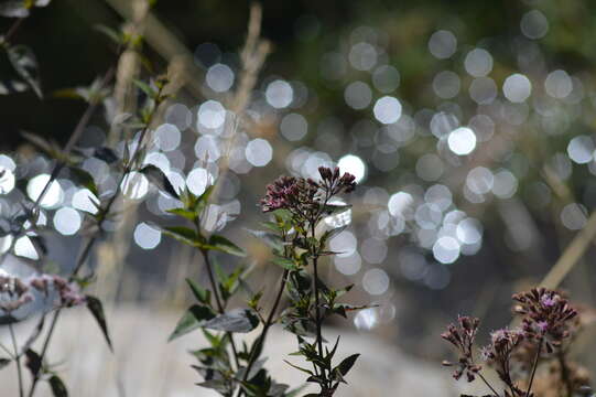 Image of Ageratina pentlandiana (DC.) R. King & H. Rob.