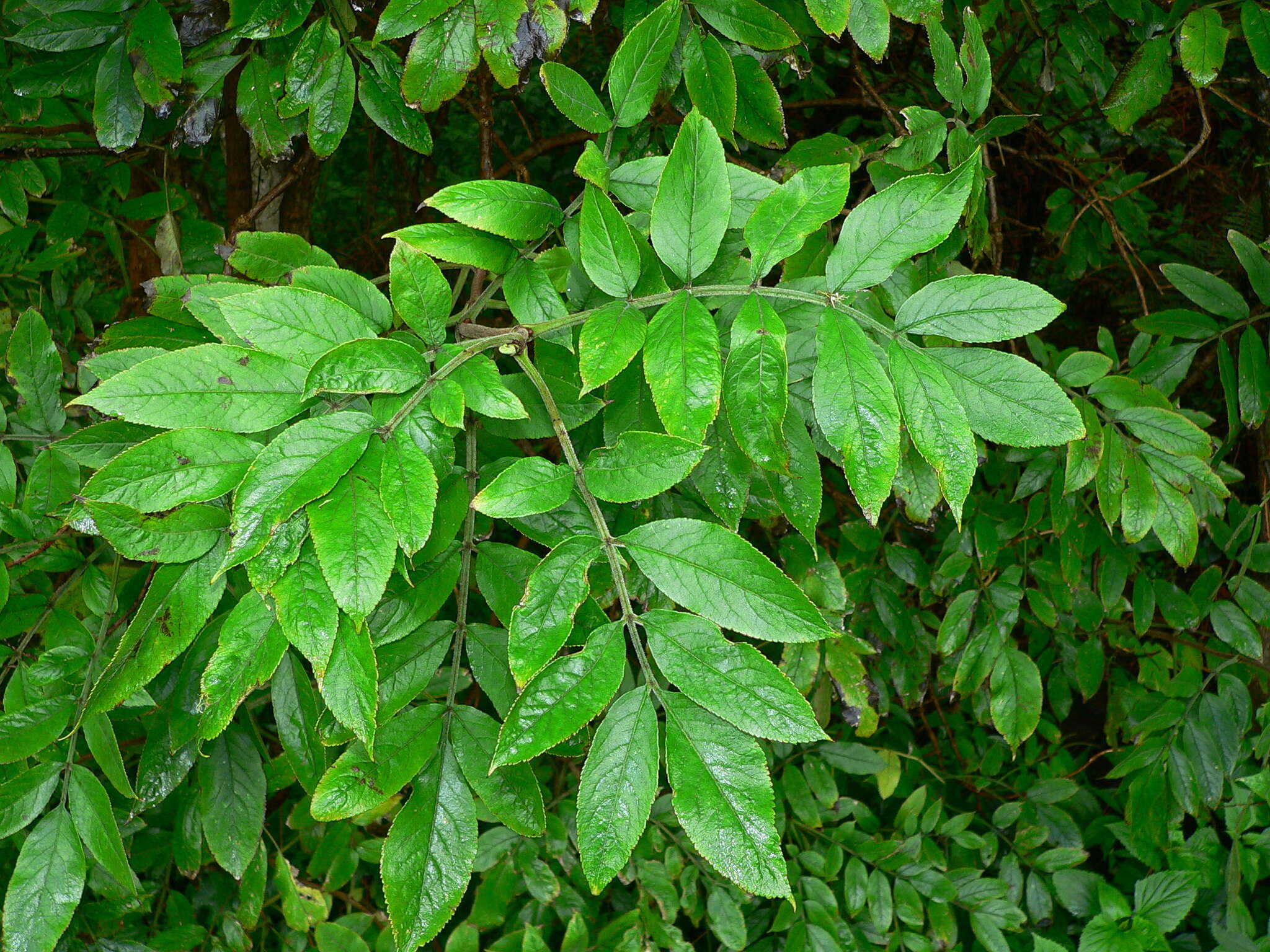 Слика од Sambucus palmensis Link