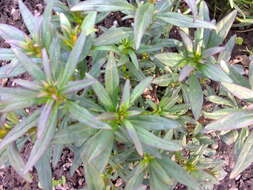 Plancia ëd Antirrhinum majus L.