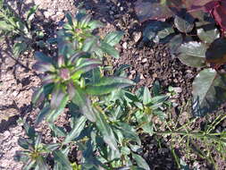 Image of garden snapdragon