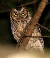 Image of Peruvian Screech-Owl