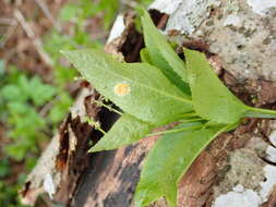 صورة Melampsora populnea (Pers.) P. Karst. 1878