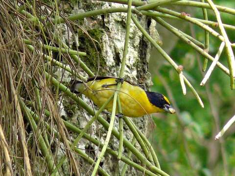 Image of Thick-billed Euphonia