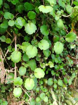 Image of Jovellana repens (Hook. fil.) Kränzl.