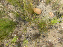 Image of Leucadendron olens I. Williams