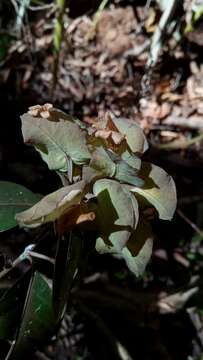 Image of Chlamydacanthus