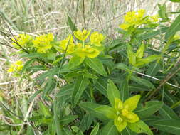 Image of Hairy Spurge