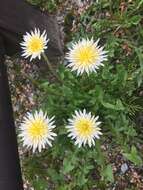 Image de Taraxacum albidum Dahlst.