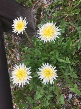 Image of Japanese dandelion