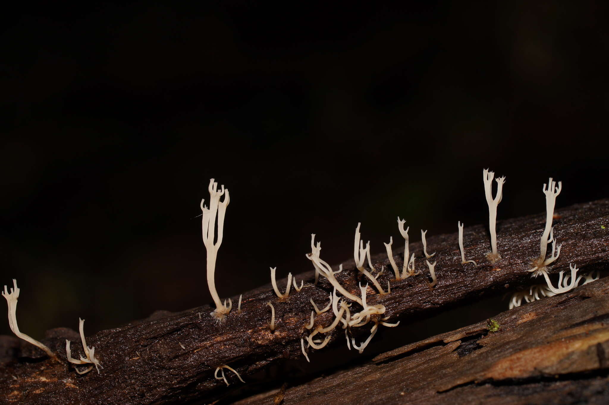 Image of Artomyces colensoi (Berk.) Jülich 1982