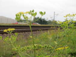 Image of wild parsnip