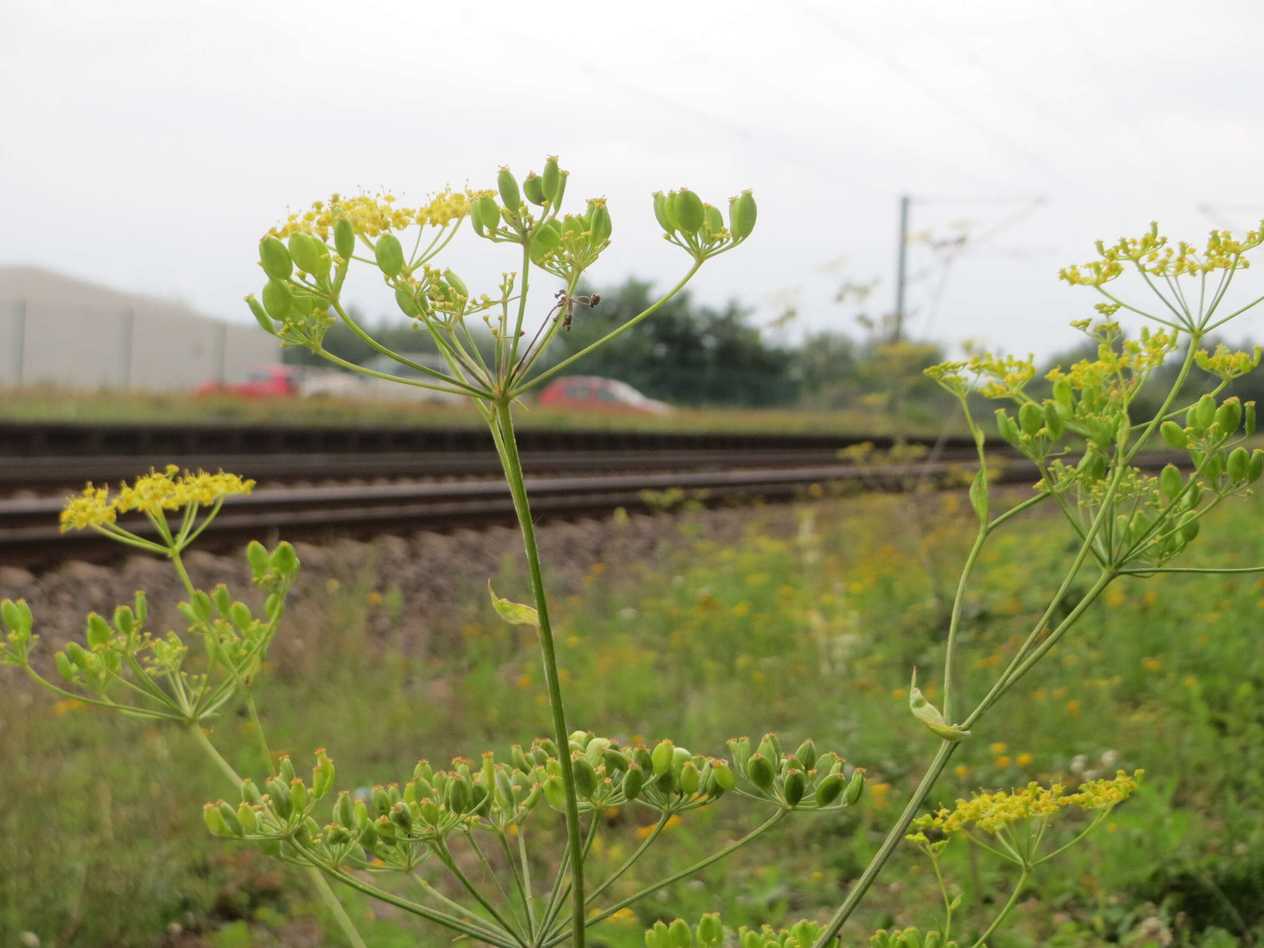 Imagem de Pastinaca sativa L.