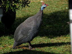 Image of Numida meleagris coronatus Gurney Sr 1868