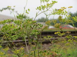 Image of wild parsnip