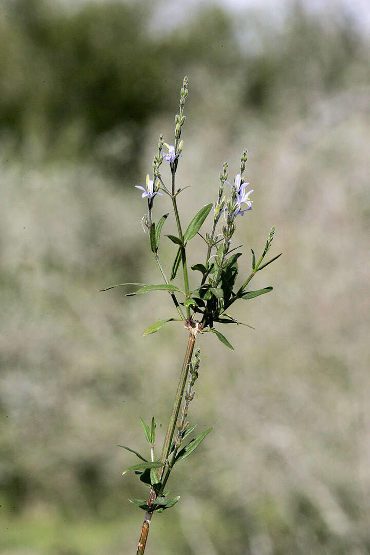 Image of smallflower wrightwort