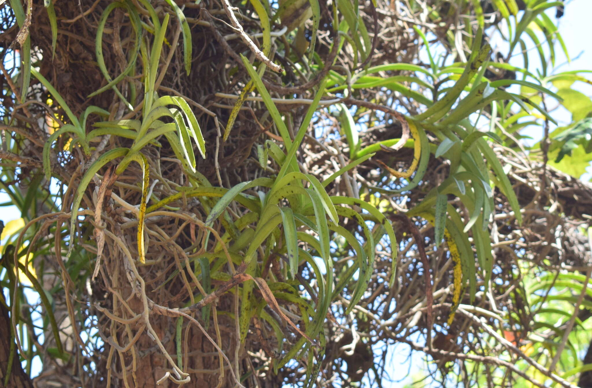 Plancia ëd Vanda tessellata (Roxb.) Hook. ex G. Don