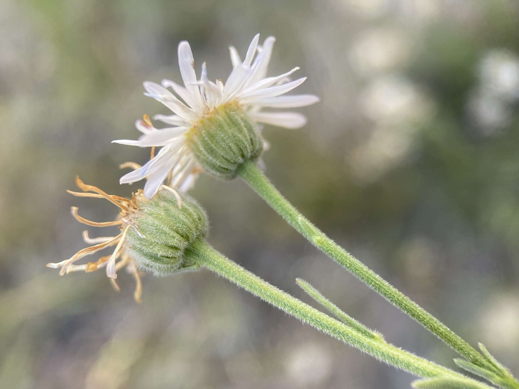 Image de Erigeron pumilus subsp. pumilus